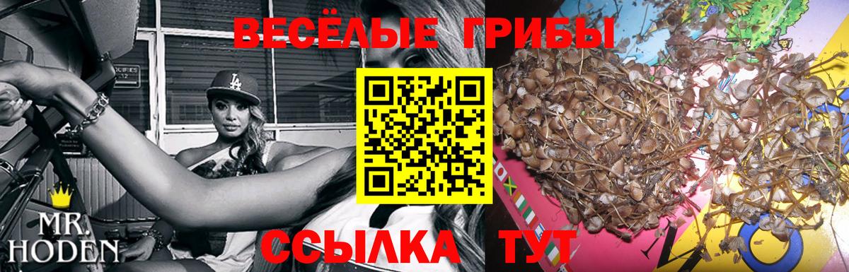 Галлюциногенные грибы Psilocybine cubensis Рыбинск